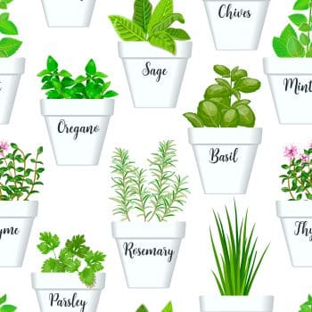 Oregano, Thyme, Sage, Garlic, and tons of other herbs help keep you healthy.